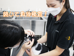 トリマー科も看護実習☆